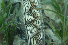 Atrina vexillum