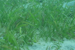 Thalassia