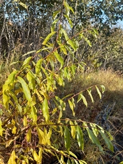 Salix udensis