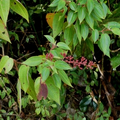 Ernestia granvillei