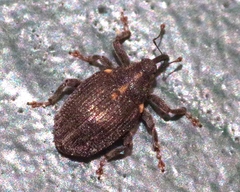 Ceutorhynchus picitarsis