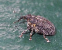 Ceutorhynchus picitarsis