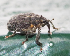 Ceutorhynchus picitarsis