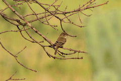 Empidonax minimus