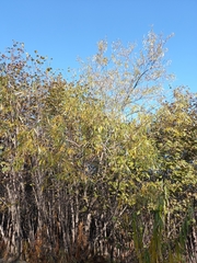 Salix schwerinii
