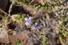 Jamesbrittenia fruticosa