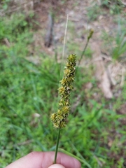 Carex vulpinoidea
