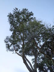 Cussonia paniculata paniculata