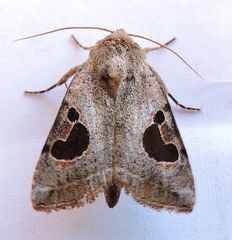 Hypotrix lunata