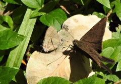 Calycopis