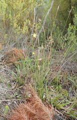 Bobartia macrospatha macrospatha