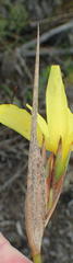 Bobartia macrospatha macrospatha