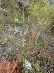 Bobartia macrospatha macrospatha