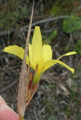 Bobartia macrospatha macrospatha