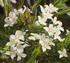 Lachnaea diosmoides
