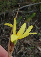 Bobartia macrospatha macrospatha