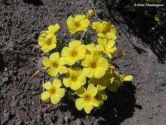 Oxalis cinerea