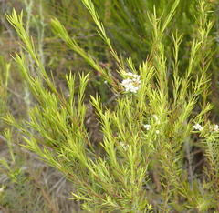 Lachnaea diosmoides