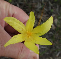 Bobartia macrospatha macrospatha