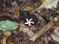 Voyria rosea
