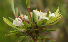 Lachnaea diosmoides