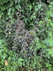 Hypoestes phyllostachya