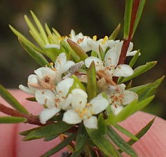 Lachnaea diosmoides