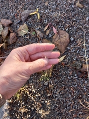 Agrostis vinealis