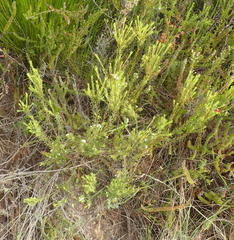 Lachnaea diosmoides