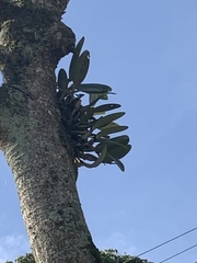 Cattleya trianae