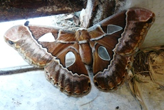 Rothschildia lutea