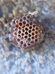 Harpactorinae