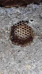 Harpactorinae