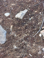 Agrostis vinealis