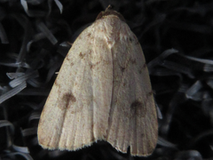 Anachrostis nigripunctalis