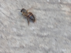 Apis mellifera
