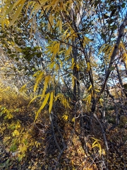 Salix schwerinii
