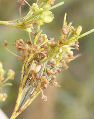Centella macrocarpa macrocarpa