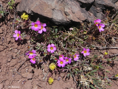 Oxalis squamata