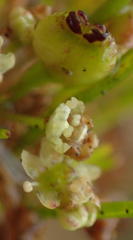 Centella macrocarpa macrocarpa