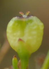 Centella macrocarpa macrocarpa