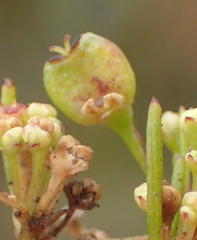 Centella macrocarpa macrocarpa