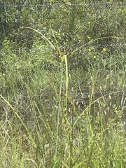 Cyperus ligularis image