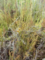 Centella macrocarpa macrocarpa