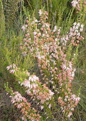 Erica glomiflora glomiflora