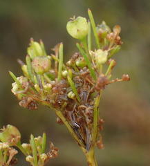 Centella macrocarpa macrocarpa