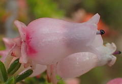 Erica glomiflora glomiflora