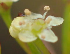 Centella macrocarpa macrocarpa