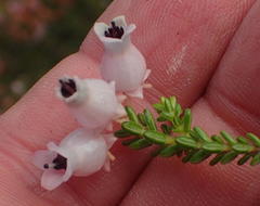 Erica glomiflora glomiflora