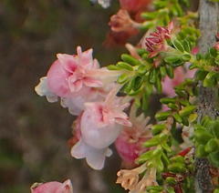 Erica glomiflora glomiflora